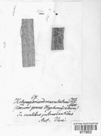 Heterosporium maculatum image